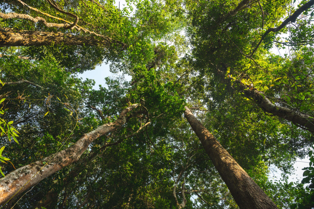 Trees in forest